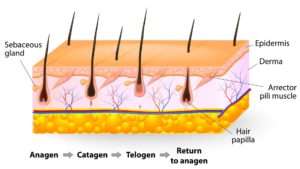 Diagram of the hair growth cycle, illustrating the anagen, catagen, and telogen processes